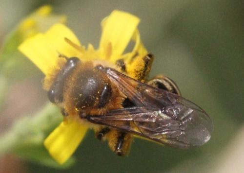 Colletes collaris